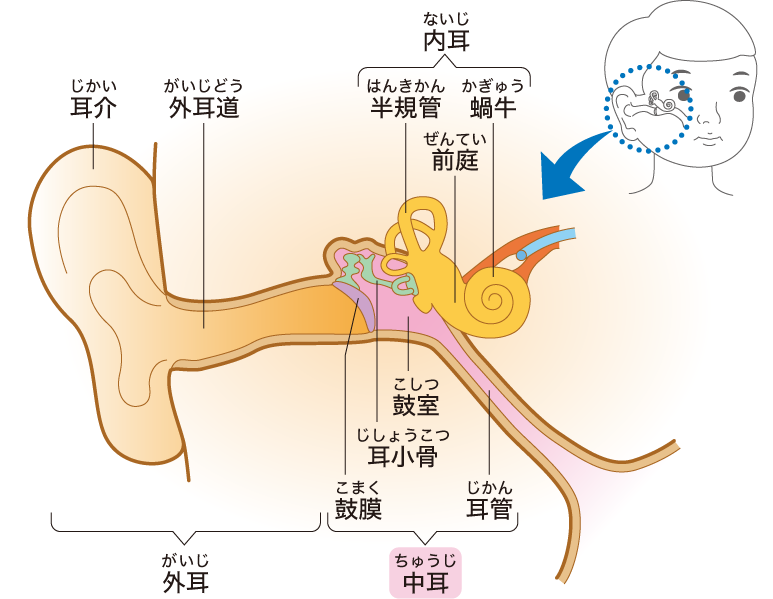 中耳炎について説明するための耳の器官図