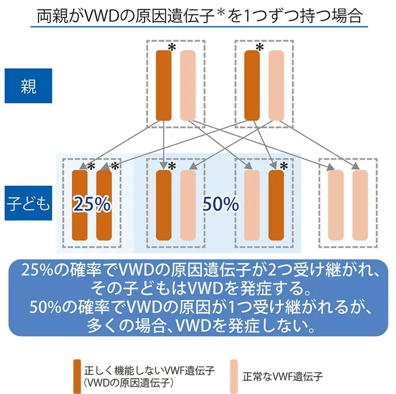 図2：潜性遺伝（両親がVWDの原因遺伝子を1つずつ持つ場合）