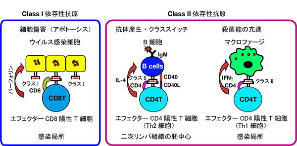 第4回 MHC（major complex）分子とは｜JBスクエア 日本血液