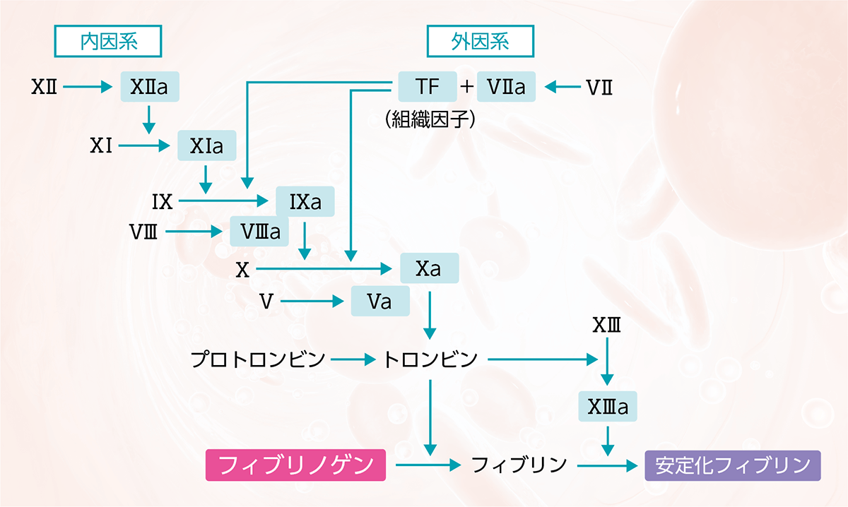 血液凝固カスケード