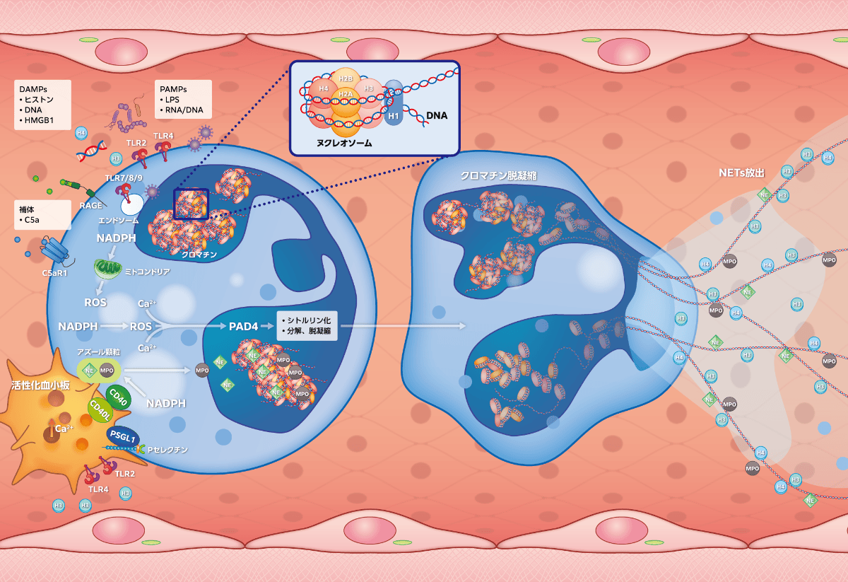 図1 Neutrophil Extracellular Traps（NETs）の形成と放出