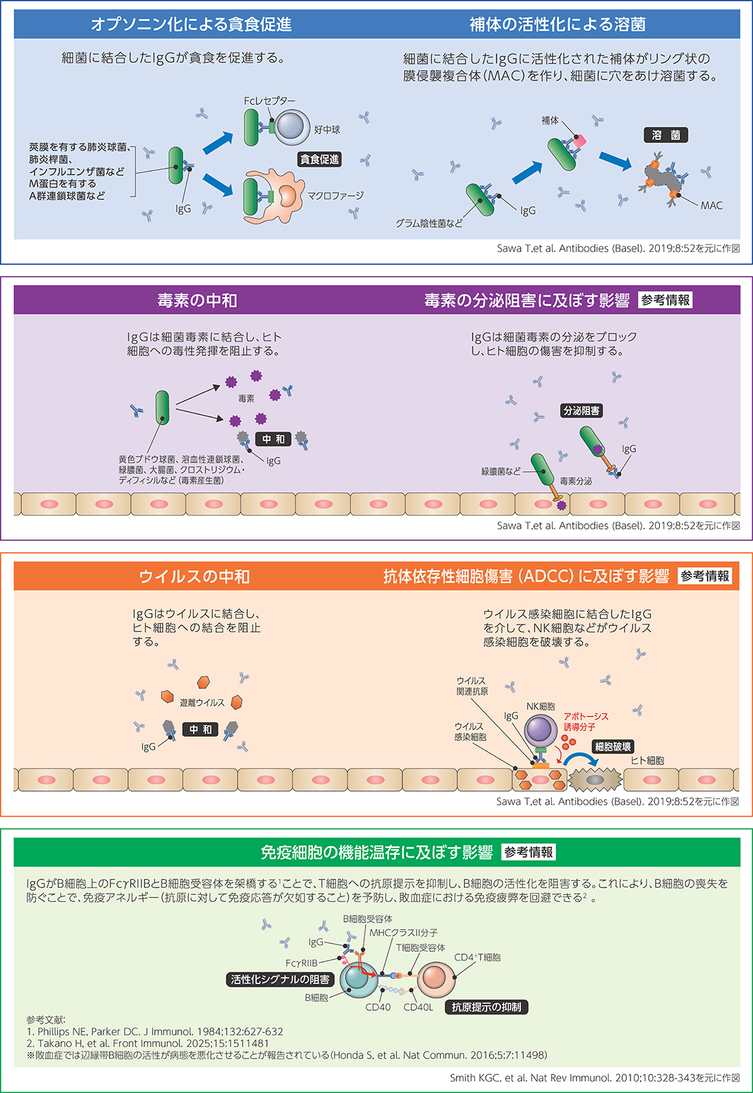 敗血症における免疫グロブリンの作用機序
