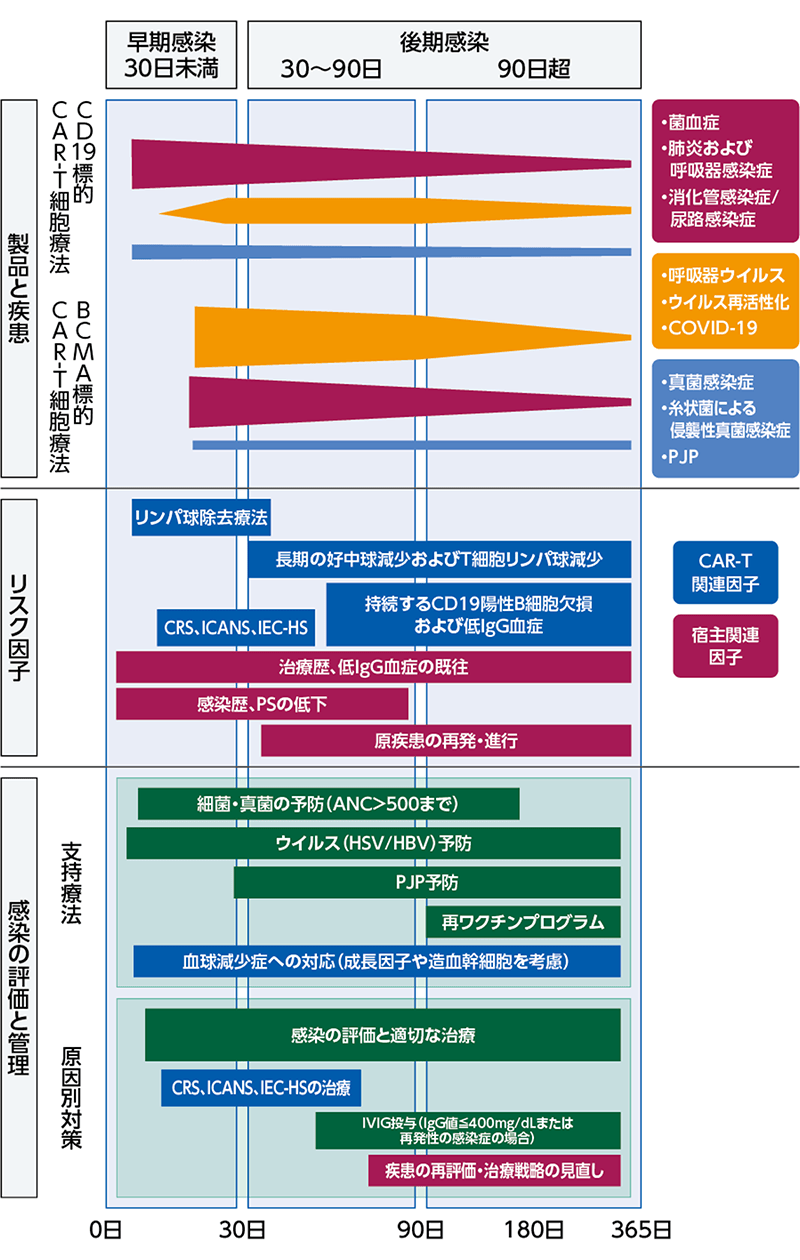 ASTCT：造血器悪性腫瘍に対するCAR-T細胞療法における感染予防と管理