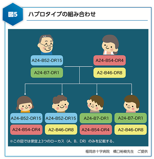 図5 ハプロタイプの組み合わせ