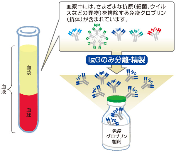 血漿中には、さまざまな抗原（細菌、ウィルスなどの異物）を排除する免疫グロブリン（抗体）が含まれています。