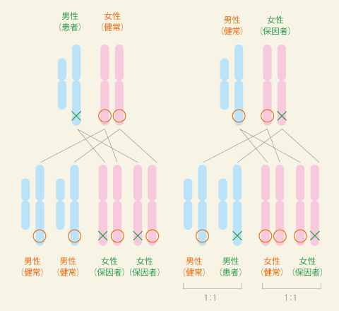 図1.X染色体連鎖劣性遺伝形式