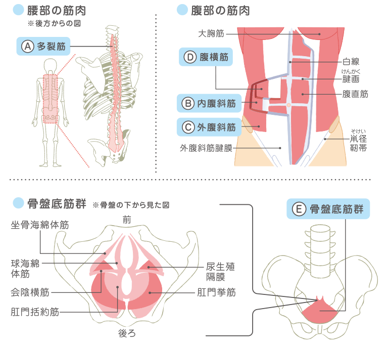 体幹を鍛えよう１ ドローインの練習 メンテナンス体操