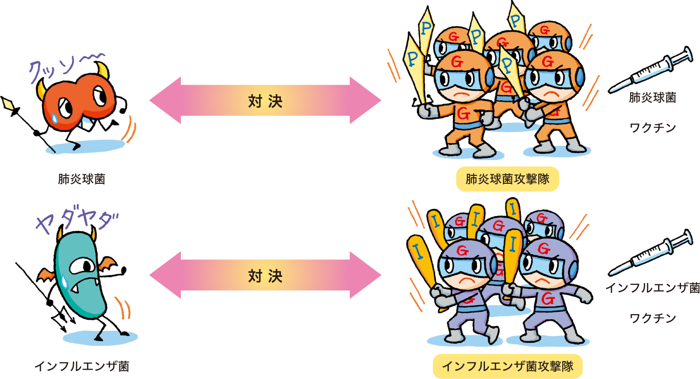 肺炎球菌とインフルエンザ菌を攻撃する様子