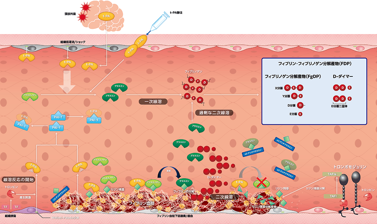 図1 線溶反応​