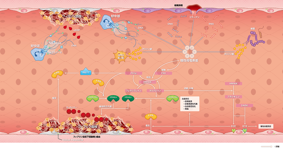 図2 線溶反応​