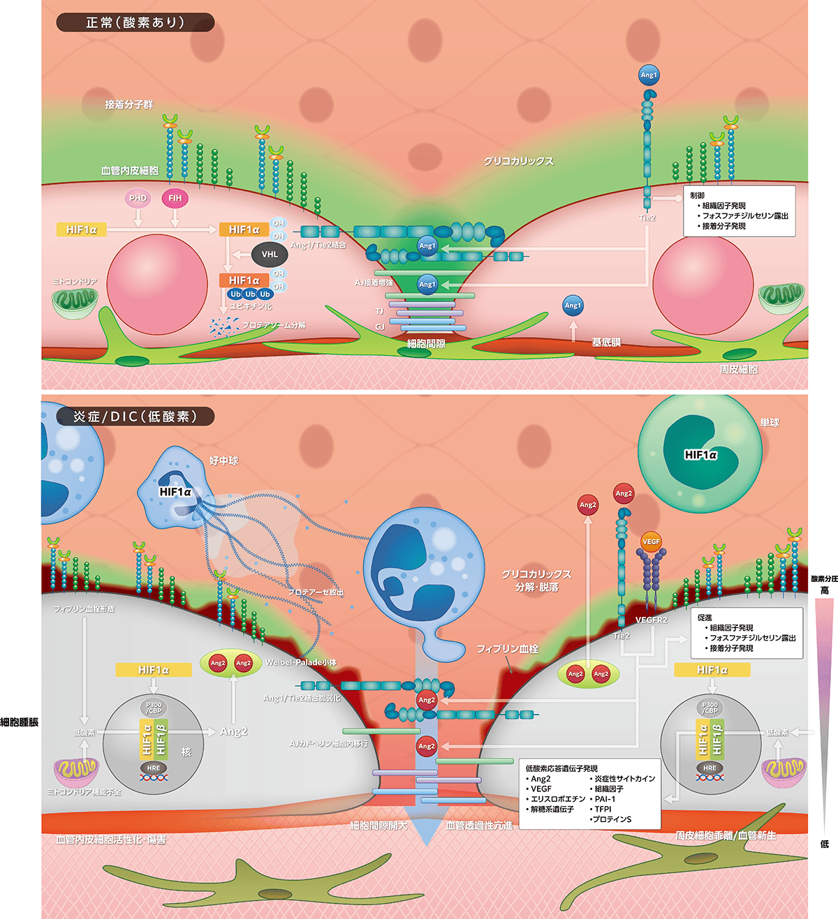 図3 炎症・低酸素連関(inflammatory hypoxia)とDIC