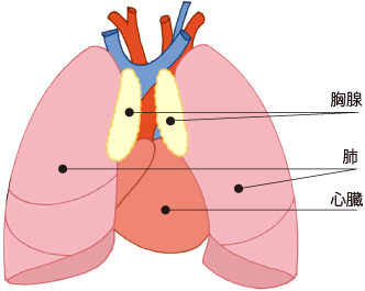 胸腺異常の挿絵