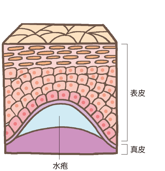 イラストイメージ